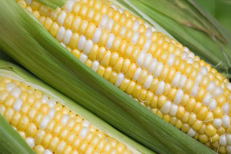 Yellow Corn